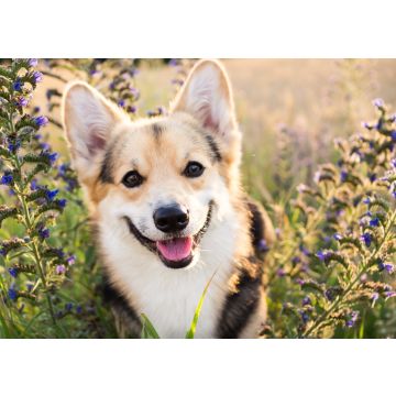 Lais Puzzle - Welsh Corgi - 100, 200, 500 & 1.000 Teile