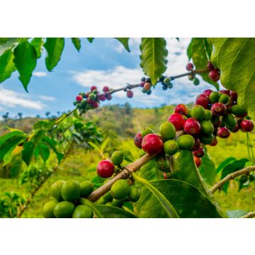 Lais Puzzle - Kaffeefarm in Manizales, Kolumbien - 100, 200, 500 & 1.000 Teile