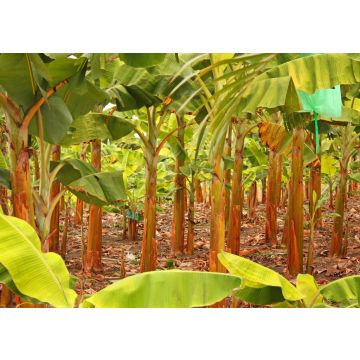 Lais Puzzle - Bananenplantage in der Provinz Magdalena, Kolumbien - 100, 200, 500 & 1.000 Teile