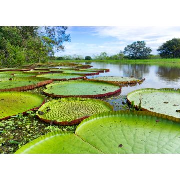 Lais Puzzle - Victoria Regia im Amazonas-Regenwald, Kolumbien - 100, 200, 500 & 1.000 Teile