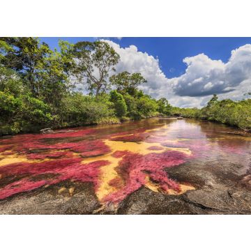 Lais Puzzle - Cano Cristales (Fluss der fünf Farben), La Macarena, Meta, Kolumbien - 100, 200, 500 & 1.000 Teile