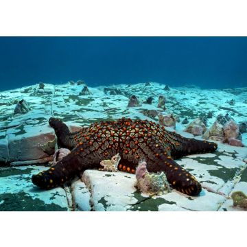 Lais Puzzle - Seesterne in der abgelegenen Malpelo-Insel, UNESCO-Welterbe in Kolumbien - 100, 200, 500 & 1.000 Teile