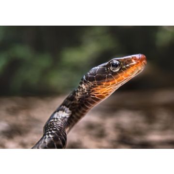 Lais Puzzle - Chironius scurrulus in San José del Guaviare, Kolumbien - 100, 200, 500 & 1.000 Teile