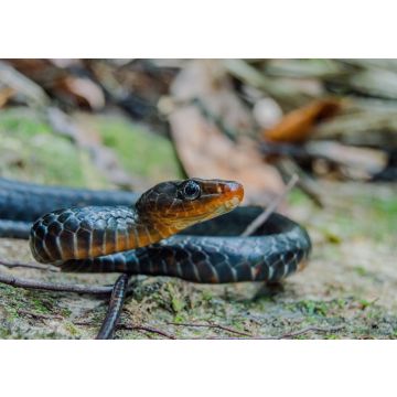 Lais Puzzle - Chironius scurrulus in San José del Guaviare, Kolumbien - 100, 200, 500 & 1.000 Teile