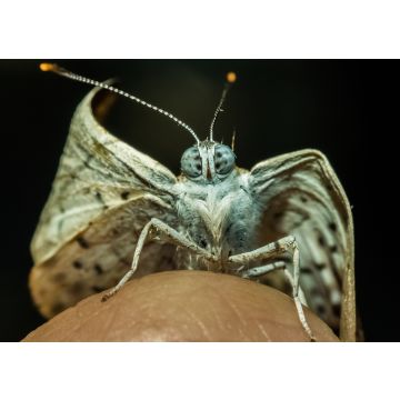 Lais Puzzle - Kleiner Schmetterling, aufgenommen in San José del Guaviare, Kolumbien - 100, 200, 500 & 1.000 Teile