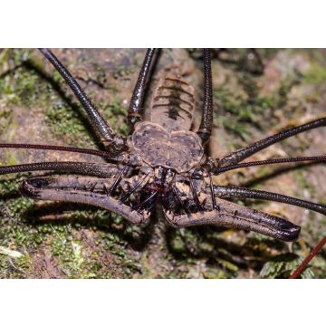 Lais Puzzle - Peitschenspinne im Regenwald von San José del Guaviare, Kolumbien - 100, 200, 500 & 1.000 Teile