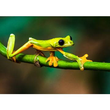 Lais Puzzle - Gleitender Laubfrosch (Agalychnis spurrelli) ist eine Froschart aus der Familie der Hylidae, Kolumbien - 100, 200, 500 & 1.000 Teile