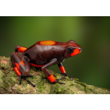 Lais Puzzle - Frosch Oophaga histrionica, Kolumbien - 100, 200, 500 & 1.000 Teile