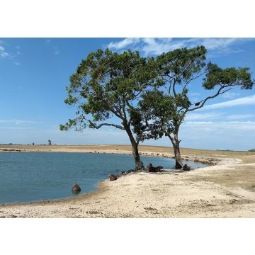 Lais Puzzle - Casanare - Kolumbien - 100, 200, 500 & 1.000 Teile