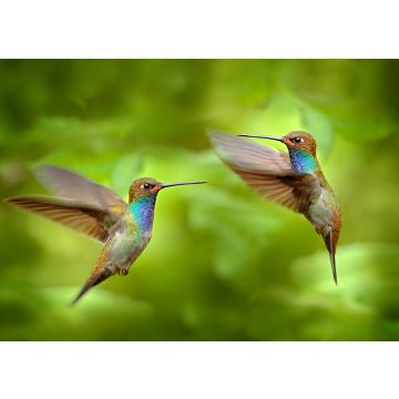 Lais Puzzle - Kolibri im Flug, Naturhabitat grüner Wald, Weißschwanz-Bergstar, Urochroa bougueri, Montezuma, Kolumbien - 100, 200, 500 & 1.000 Teile