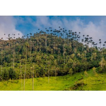 Lais Puzzle - El Bosque de Las Palmas Landschaften von Palmen im Tal Cocora bei Salento Quindio in Kolumbien - 100, 200, 500 & 1.000 Teile
