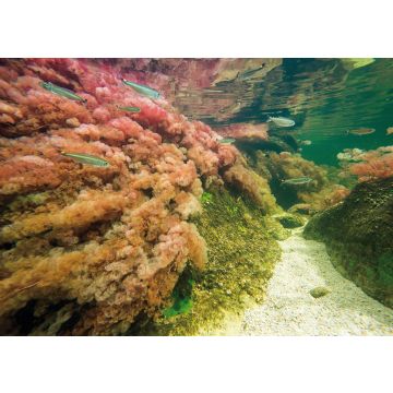 Lais Puzzle - Caño cristales, Kolumbien - 100, 200, 500 & 1.000 Teile