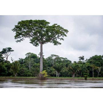 Lais Puzzle - Fluss Guaviare in Inirida Guainia, Kolumbien - 100, 200, 500 & 1.000 Teile