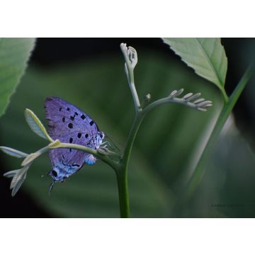 Lais Puzzle - Schmetterling Florencia, Caquetá, Kolumbien - 100, 200, 500 & 1.000 Teile