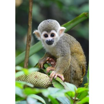 Lais Puzzle - Mais-Affe Florencia, Caquetá, Kolumbien - 100, 200, 500 & 1.000 Teile