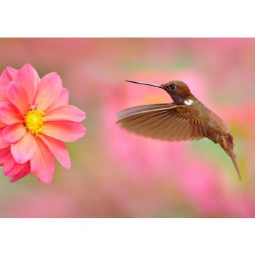 Lais Puzzle - Vogel mit rosa Blume. Kolibri Brown Inca, Coeligena wilsoni, fliegt neben schöner rosa Blüte, Kolumbien - 100, 200, 500 & 1.000 Teile