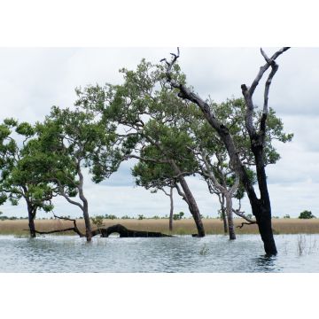 Lais Puzzle - Wasserspiegel im El Tuparro Park Kolumbien - 100, 200, 500 & 1.000 Teile