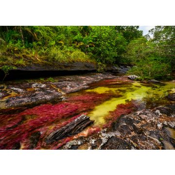 Lais Puzzle - Der Regenbogen-Fluss oder Fünf-Farben-Fluss ist in Kolumbien einer der schönsten Naturorte, er heißt Crystal Canyon - 100, 200, 500 & 1.000 Teile
