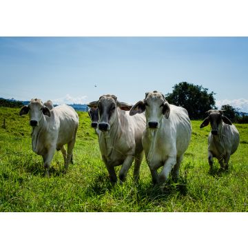 Lais Puzzle - Kaffee-Kulturlandschaft, Landwirtschaft und kolumbianisches Landleben, Kaffeeanbau und landwirtschaftliche Produkte in Chinchiná Caldas Kolumbien - 100, 200, 500 & 1.000 Teile