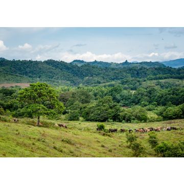 Lais Puzzle - landwirtschaftliche Produkte in Florencia Caquetá, Papaya, Maracuya, Wassermelone, Kakao, Viehzucht, Kolumbien - 100, 200, 500 & 1.000 Teile