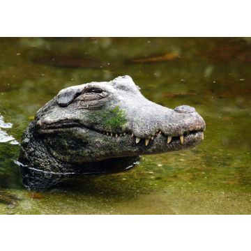 Lais Puzzle - Cocodrile im Wasser im Tierpark Pereira, Risaralda, Kolumbien - 100, 200, 500 & 1.000 Teile