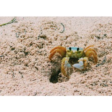 Lais Puzzle - Kleine Krabbe auf dem Strandsand der Insel San Andres, Kolumbien - 100, 200, 500 & 1.000 Teile