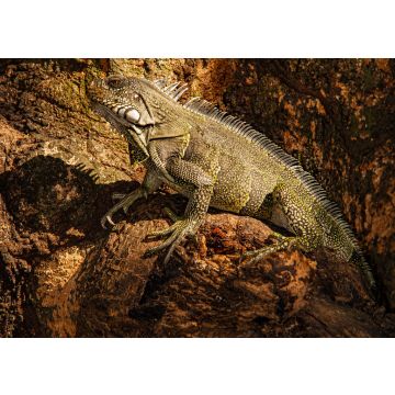 Lais Puzzle - Leguan klettert auf einen Baum in Kolumbien - 100, 200, 500 & 1.000 Teile