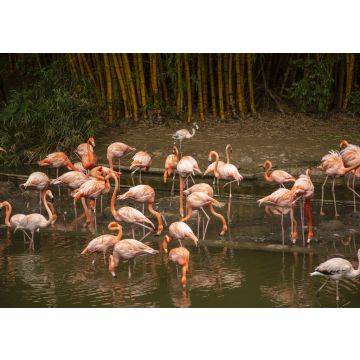 Lais Puzzle - Cali, Valle del Cauca, Kolumbien - 100, 200, 500 & 1.000 Teile
