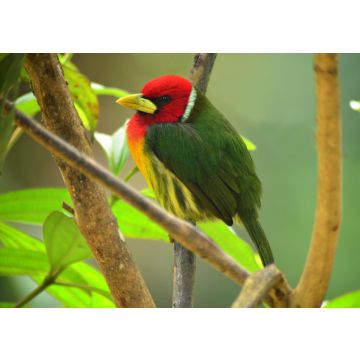 Lais Puzzle - Rotkopf-Bartvogel (Eubucco bourcierii), adultes Männchen auf einem Ast sitzend. Valle del Cauca, Kolumbien - 100, 200, 500 & 1.000 Teile