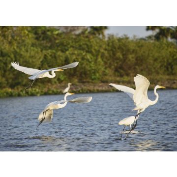 Lais Puzzle - Silberreiher (Ardea alba) auf dem Rio Magdalena, Santa Cruz de Mompox, Bolivar, Kolumbien - 100, 200, 500 & 1.000 Teile