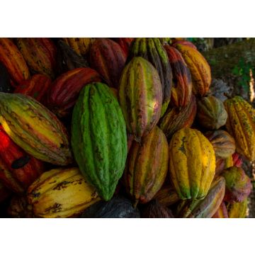 Lais Puzzle - Kakao pflücken, Arauquita, Arauca, Kolumbien - 100, 200, 500 & 1.000 Teile