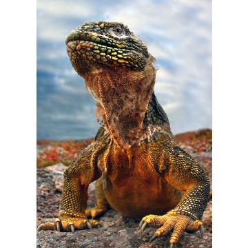 Lais Puzzle - Galapagos Leguan, Ecuador - 100, 200, 500 & 1.000 Teile