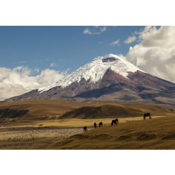 Lais Puzzle - Vulkan Cotopaxi und Wildpferde, Ecuador - 100, 200, 500 & 1.000 Teile
