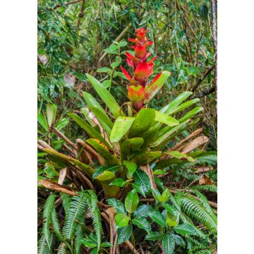 Lais Puzzle - Bromelie im Nationalpark Podocarpus im Süden Ecuadors - 100, 200, 500 & 1.000 Teile