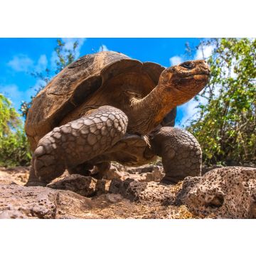 Lais Puzzle - Galapagos-Inseln, Ecuador - 100, 200, 500 & 1.000 Teile