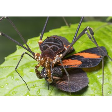 Lais Puzzle - Großer Harvesman oder Phalangid beim Fressen eines Schmetterlings im montanen Regenwald bei Nacht in der Cordillera del Condor, Ecuador - 100, 200, 500 & 1.000 Teile