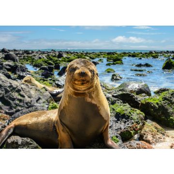 Lais Puzzle - Pelzrobbe am Strand von Mann, Ecuador - 100, 200, 500 & 1.000 Teile