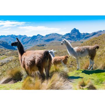 Lais Puzzle - Ecuador Cuenca Lamas im Cajas Park - 100, 200, 500 & 1.000 Teile
