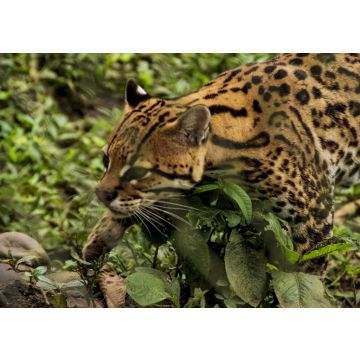 Lais Puzzle - Jaguar in einem Zoo, Ecuador - 100, 200, 500 & 1.000 Teile