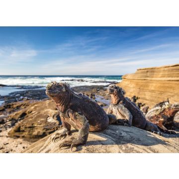 Lais Puzzle - Galapagos Meeresleguan, Ecuador - 100, 200, 500 & 1.000 Teile