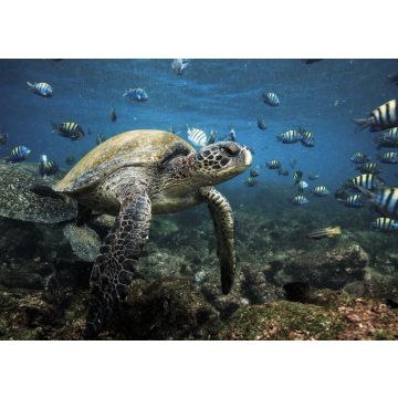 Lais Puzzle - Meeresschildkröte und Fisch, Galapagos Inseln, Ecuador - 100, 200, 500 & 1.000 Teile