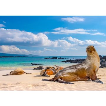 Lais Puzzle - Robben, Galapagos-Inseln, Ecuador - 100, 200, 500 & 1.000 Teile