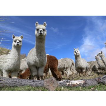 Lais Puzzle - Alpakazucht, Ecuador - 100, 200, 500 & 1.000 Teile