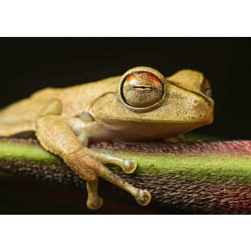 Lais Puzzle - Gunther's gebänderter Laubfrosch (Hypsiboas fasciatus), Ecuador - 100, 200, 500 & 1.000 Teile