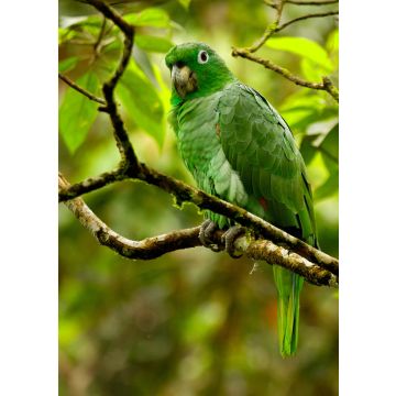 Lais Puzzle - Grüner Amazonas-Papagei, Ecuador - 100, 200, 500 & 1.000 Teile
