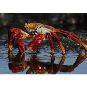 Lais Puzzle - Sally Lightfoot Krabbe im Wasser, Ecuador - 100, 200, 500 & 1.000 Teile