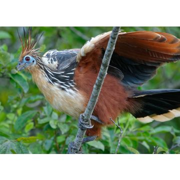 Lais Puzzle - Hoatzin (Opisthocomus hoazin) im Naturschutzgebiet Cuyabeno (Amazonien, Ecuador) - 100, 200, 500 & 1.000 Teile