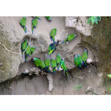 Lais Puzzle - Blaukopf-Papagei, Ecuador - 100, 200, 500 & 1.000 Teile