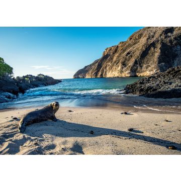 Lais Puzzle - Seelöwe am Strand, Ecuador - 100, 200, 500 & 1.000 Teile