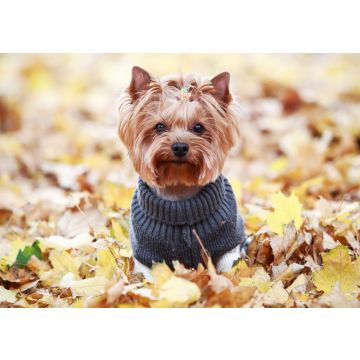 Lais Puzzle - Yorkshire Terrier im Pullover, England - 100, 200, 500 & 1.000 Teile